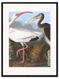 Gerahmter Kunstdruck Weißer Ibis