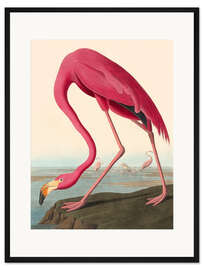 Gerahmter Kunstdruck American Flamingo