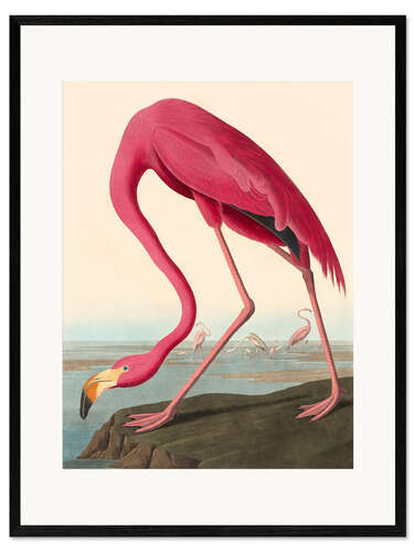 Plakat artystyczny premium w ramie American Flamingo