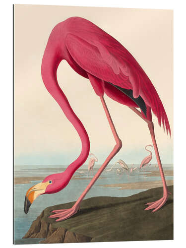 Gallery print American Flamingo