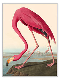 Poster  Flamant des Caraïbes - John James Audubon