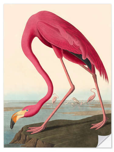 Självhäftande poster American Flamingo