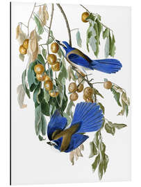 Aluminium print Florida Scrub Jay