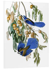 Foam board print Florida Scrub Jay