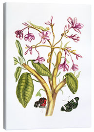 Lienzo Red Jasmine (Plumeria rubra). - Maria Sibylla Merian