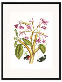 Gerahmter Kunstdruck Rote Frangipani (Plumeria rubra)