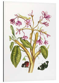 Magnettafel Rote Frangipani (Plumeria rubra)