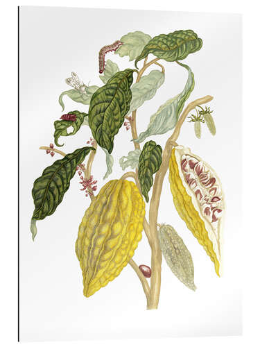 Gallery print Cocoa (Theobroma cacao)