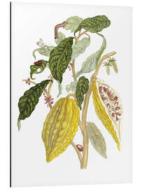 Magnettafel Kakao (Theobroma cacao)