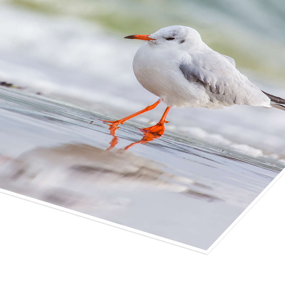 Balade sur la plage de Moqui, Daniela Beyer en poster, tableau sur