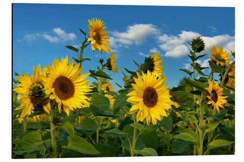 Aluminiumtavla Sunflowers