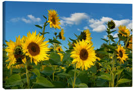 Lærredsbillede  Sunflowers - Atteloi