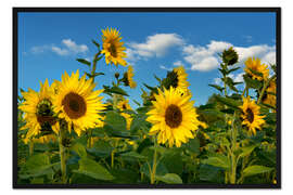 Gerahmter Kunstdruck Sonnenblumen