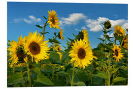 Foam board print Sunflowers