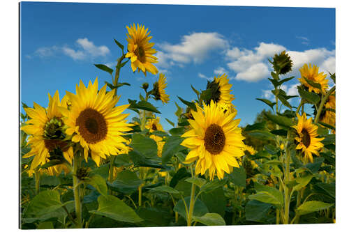 Gallery print Sunflowers