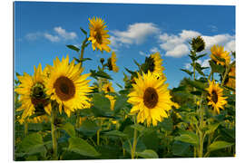 Gallery print Sunflowers