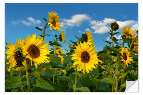 Självhäftande poster Sunflowers