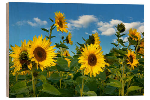 Cuadro de madera Girasoles