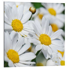 Aluminium print Daisies (detail)