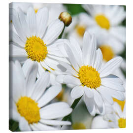 Canvas print Daisies (detail)