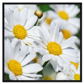 Gerahmter Kunstdruck Margeriten (Detail)
