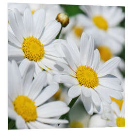 Foam board print Daisies (detail)