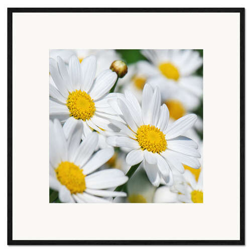 Framed art print Daisies (detail)