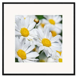 Plakat artystyczny premium w ramie Daisies (detail)