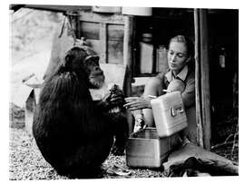 Stampa su vetro acrilico Jane Goodall con scimpanzé David Greybeard