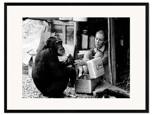 Kunsttryk i ramme Jane Goodall med chimpanse David Greybeard