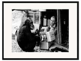 Impresión de arte enmarcada Jane Goodall con el chimpacé David Greybeard