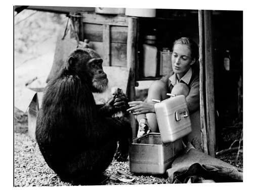 Galleritryck Jane Goodall with chimp David Greybeard