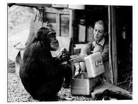 Galleritryck Jane Goodall with chimp David Greybeard