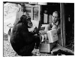 Magnettafel Jane Goodall mit Schimpanse David Greybeard