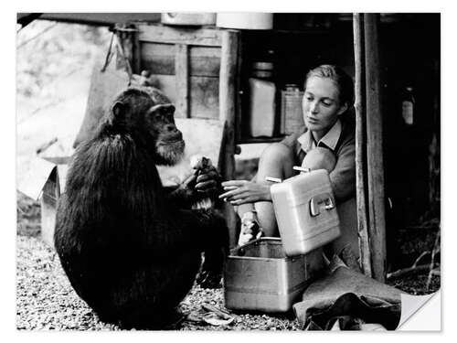 Wall sticker Jane Goodall with chimp, David Greybeard