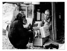 Wall sticker Jane Goodall with chimp, David Greybeard