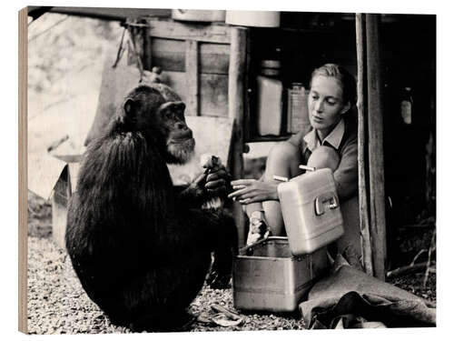 Tableau en bois Jane Goodall avec le chimpanzé David Greybeard