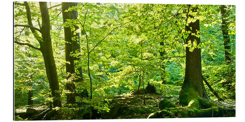 Tableau en plexi-alu Forêt printanière