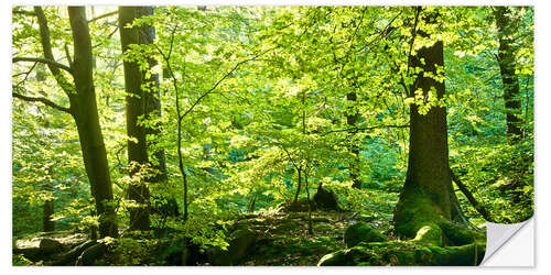 Sticker mural Forêt printanière