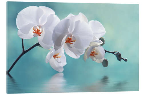 Acrylic print Orchid with Reflection II