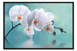 Gerahmter Kunstdruck Orchidee mit Spiegelung II