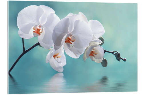 Gallery print Orchid with Reflection II