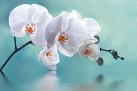 Magnettafel Orchidee mit Spiegelung II