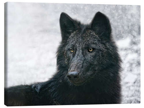 Canvas print the black wolf