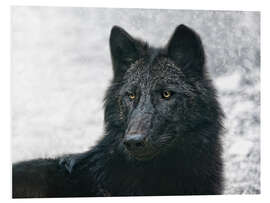 Foam board print the black wolf