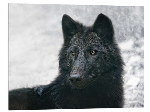 Galleriprint the black wolf