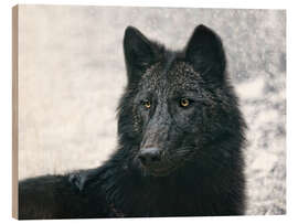 Wood print the black wolf