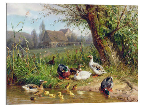 Aluminium print Mallard Ducks with their Ducklings