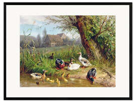 Kehystetty taidepainatus Mallard Ducks with their Ducklings