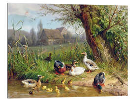 Tableau en plexi-alu Canards colverts avec leurs canetons